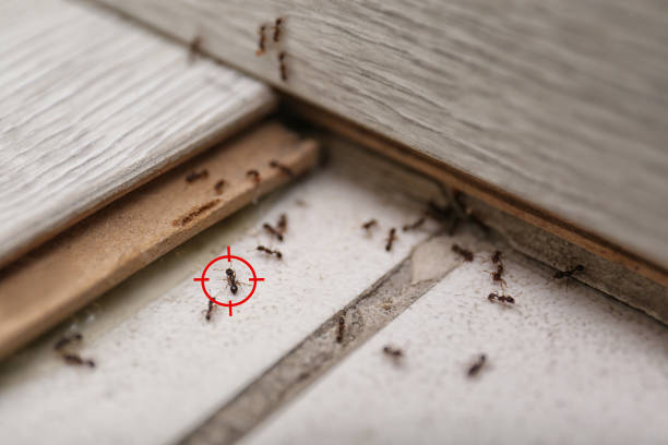 Best Emergency Pest Control  in Belleville, KS