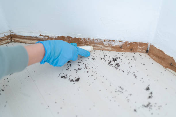 Best Cockroach Control Services  in Belleville, KS