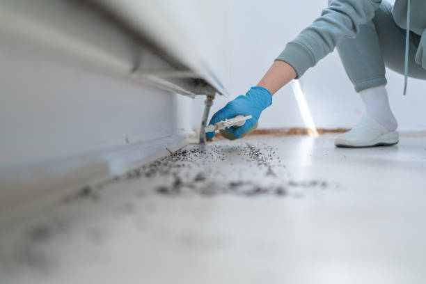 Best Flea Control Services  in Belleville, KS
